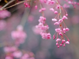 Yahoo玄関前の桜